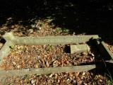 image of grave number 907882
